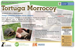 Lee más sobre el artículo Tortuga Morrocoy