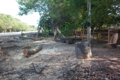 aprovechamiento-forestal-12