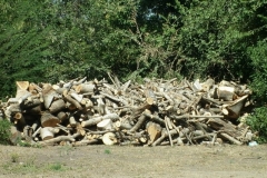 aprovechamiento-forestal-3
