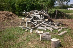 aprovechamiento-forestal-8